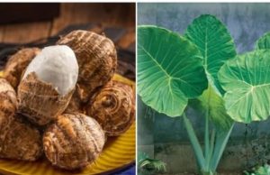 The Hidden Power of This Ancient Root