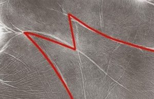 The Hidden Meaning of the “M” on Your Palm: What It Says About Men and Women